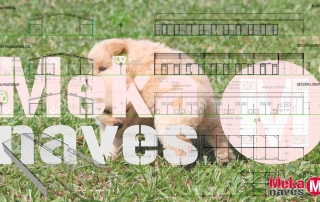 Mekanaves, centro canino en Almoradí, Alicante.