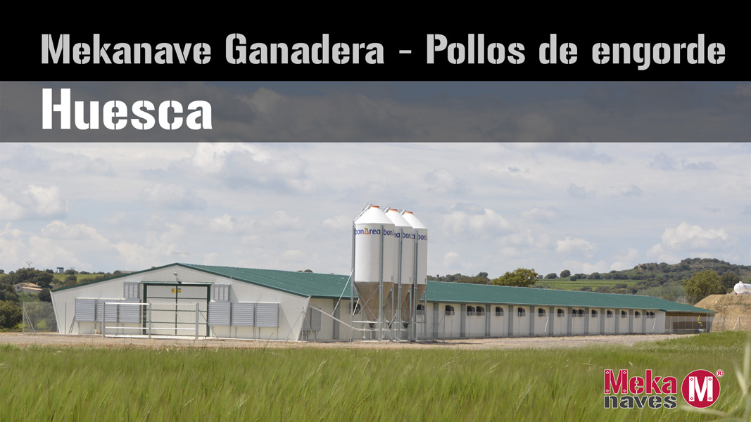 Galeria fotos nave pollos de engorde