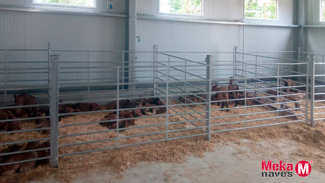 Cabras de leche en granja modular